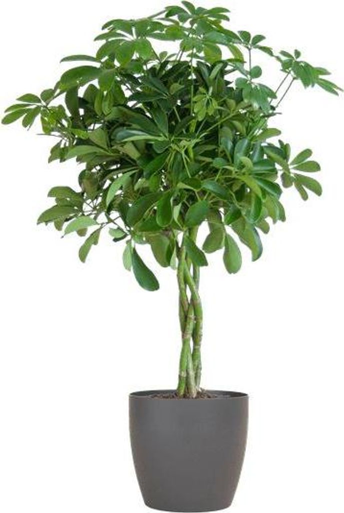 Schefflera Arb Nora - arália lúcovitá, izbová rastlina + Obrázok produktu 