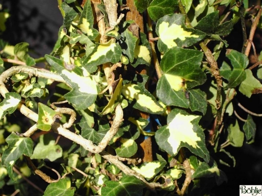 Hedera helix Goldheart - gelbbunter Efeu 60-100 Produktbild 
