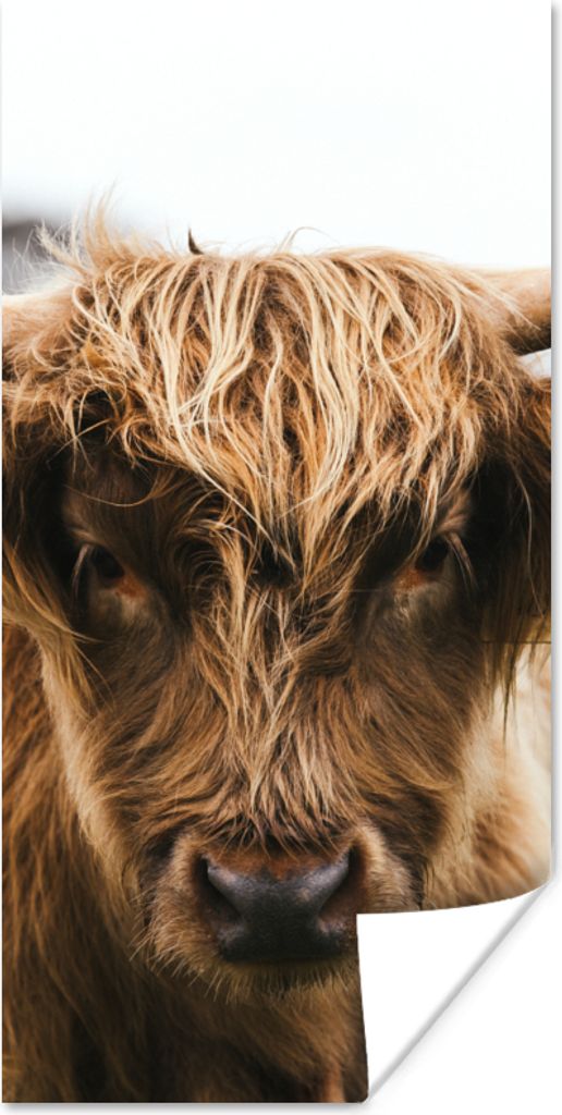 MuchoWow Poster Schottischer Highlander - Kuh - Gras - Tiere - Natur 80x160 cm - Kinderzimmer