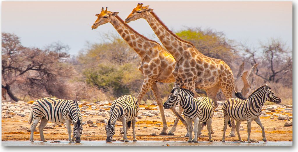 Tulup Glas-Bild -140x70- Wandkunst Dekorative Wand für Küche & Wohnzimmer - Tiere - Giraffen und Zebras - Braun