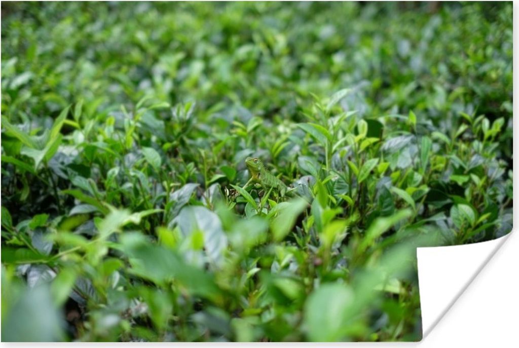 MuchoWow Poster Grünpflanzen auf tropischem Boden 90x60 cm - Schlafzimmer