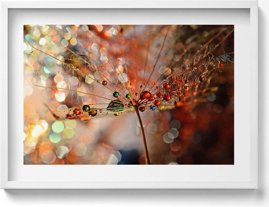 Gebläse und Tau– Wandbild mit Rahmen – Gerahmtes Bild – Wanddekoration – 70x50 cm – Weiß Rahmen