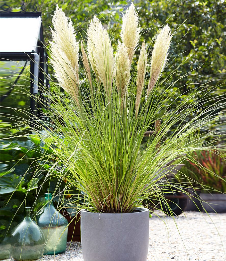 A large potted pampas grass plant with feathery plumes sits in a grey pot on a gravel patio, with a greenhouse and large glass bottles in the background.