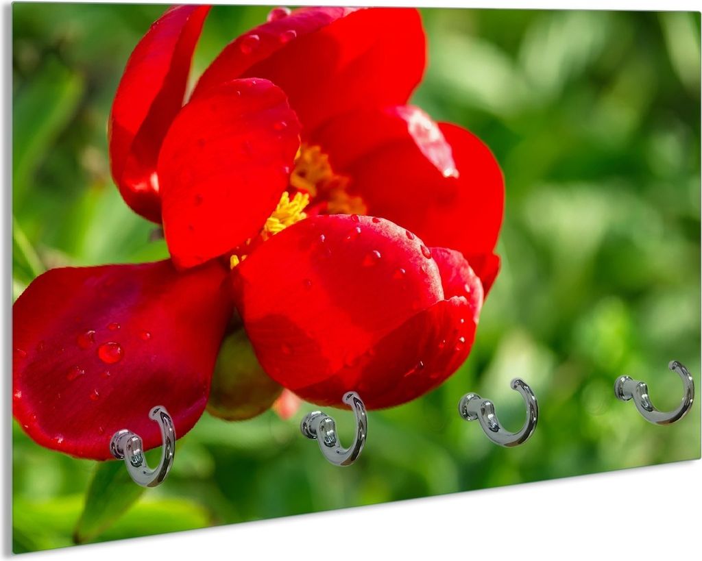 Wallario Schlüsselbrett aus Glas, Motiv: Wilde rote Pfingstrose in Nahaufnahme, 30 x 20 cm mit 4 Haken