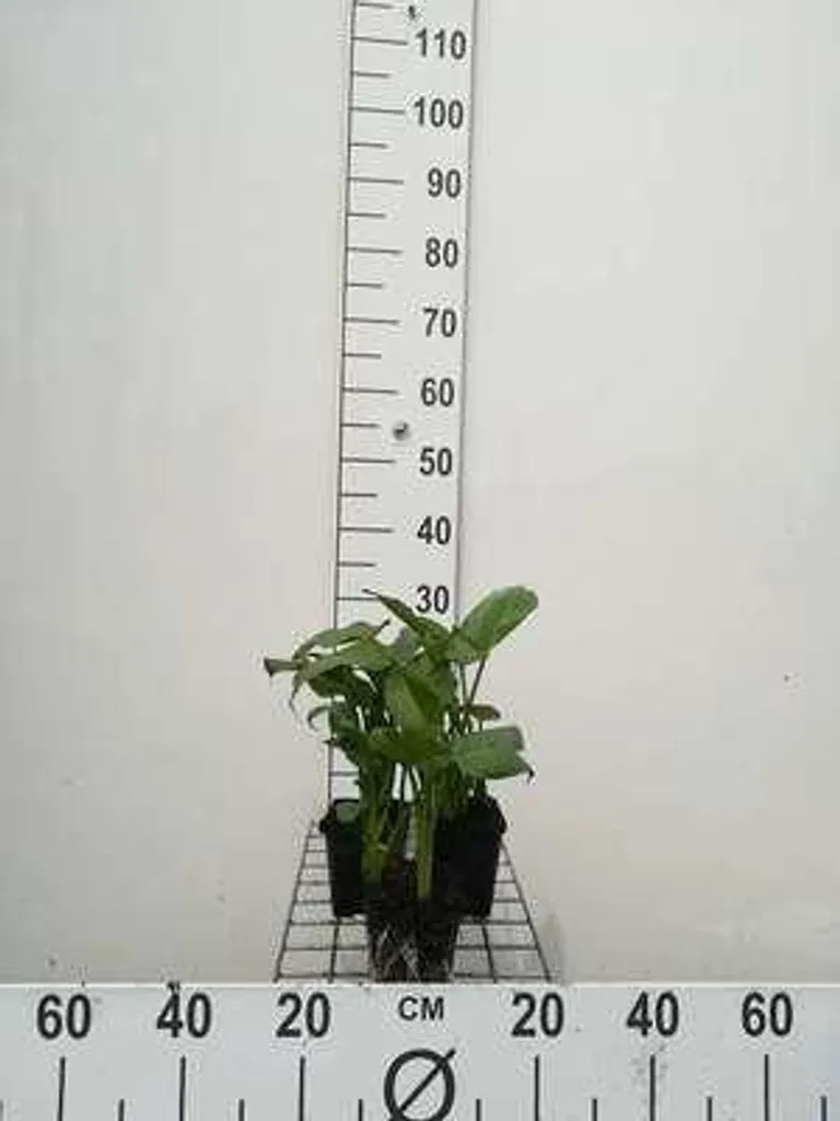 Lot de 6 Zantedeschia aethiopica - Calla blanc élégant en pot 9x9 cm