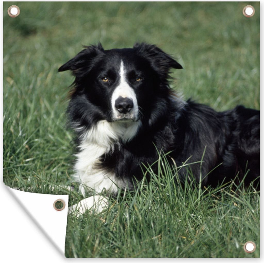 MuchoWow 100x100 cm Outdoor-Poster Gartendeko Sichtschutz Garten Poster für den Garten Border Collie liegt im hohen grünen Gras
