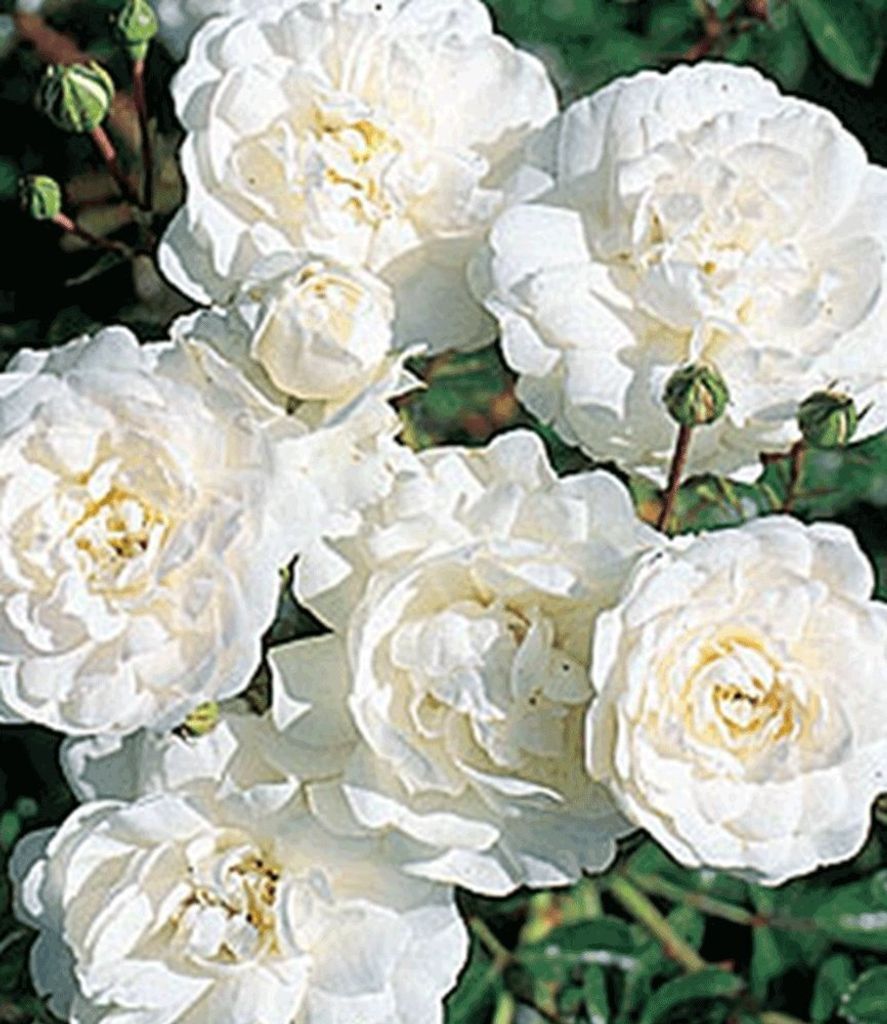 BALDUR Garten 3x Rose Sea Foam, Pflanzen im 9x9 cm-Topf, Produktbild 