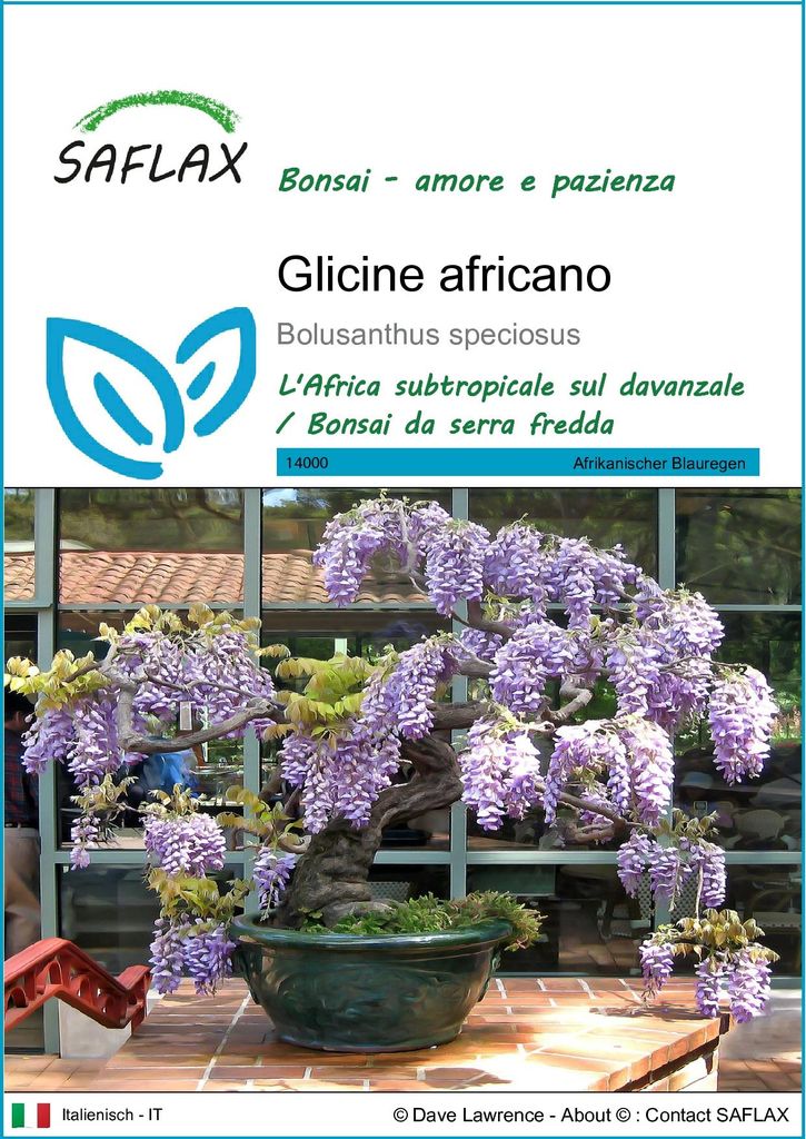 SAFLAX  - Glicine africano  - 15 semi - Bolusanthus Immagine del prodotto 