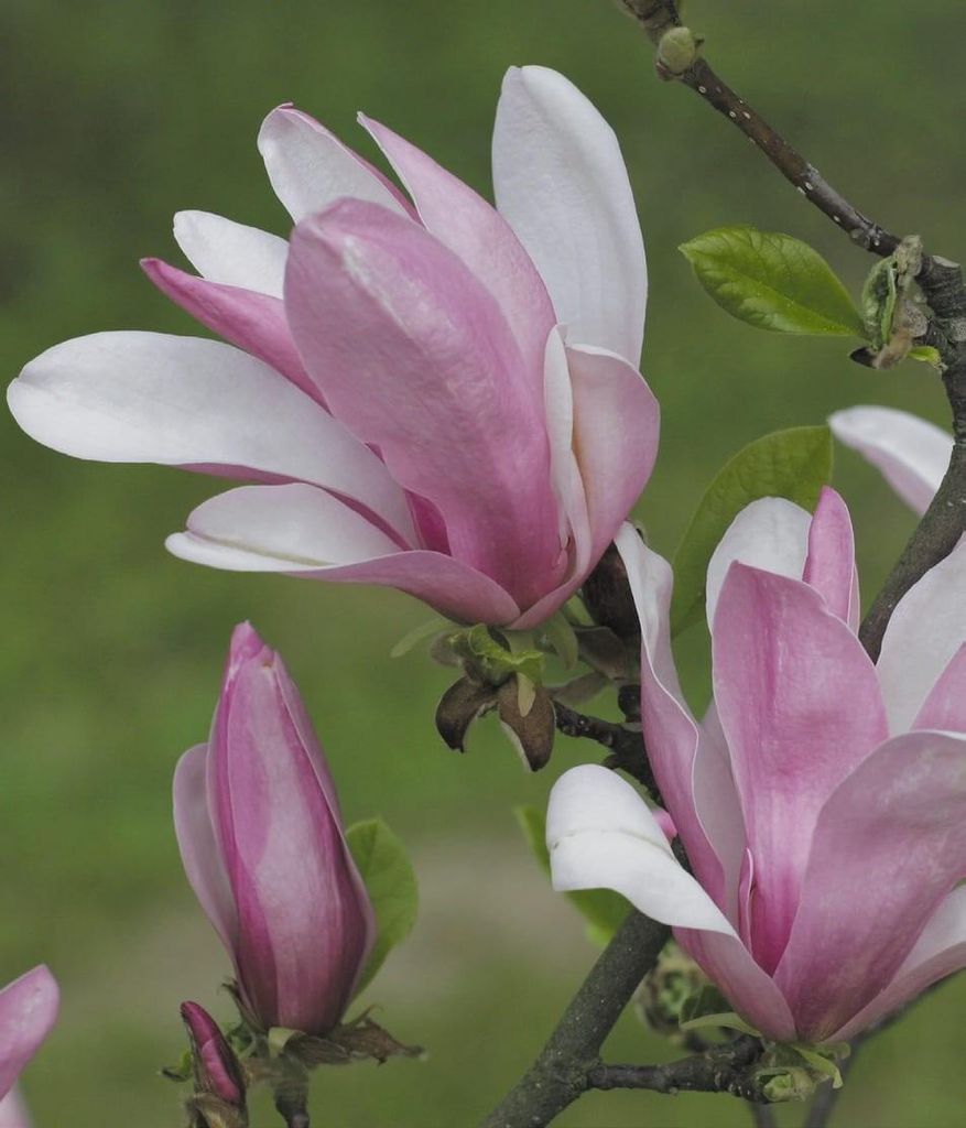 Magnolia George Henry Kern 2L Zdjęcie produktu 