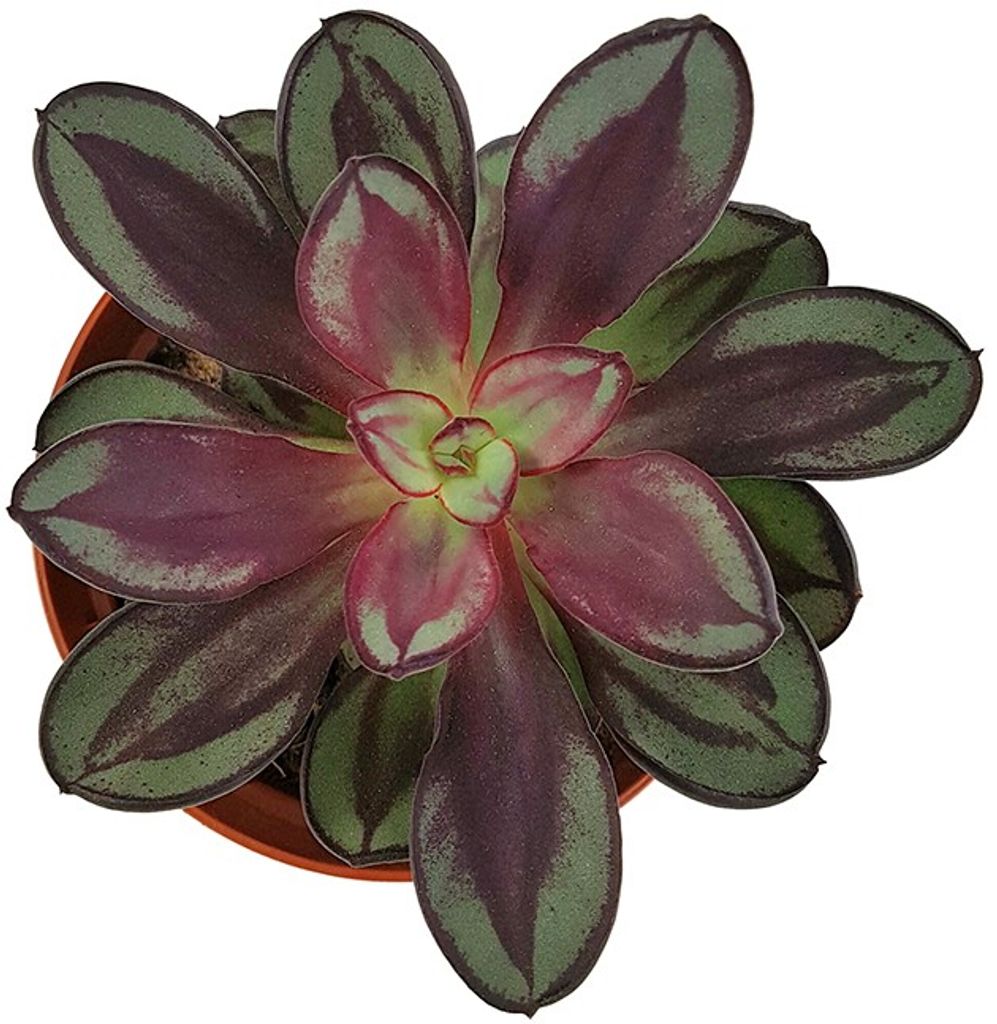 Fangblatt - Echeveria nodulosa - exotisches Dickblatt im Ø 9 cm Topf - pflegleichte Zimmerpflanze / Sukkulente