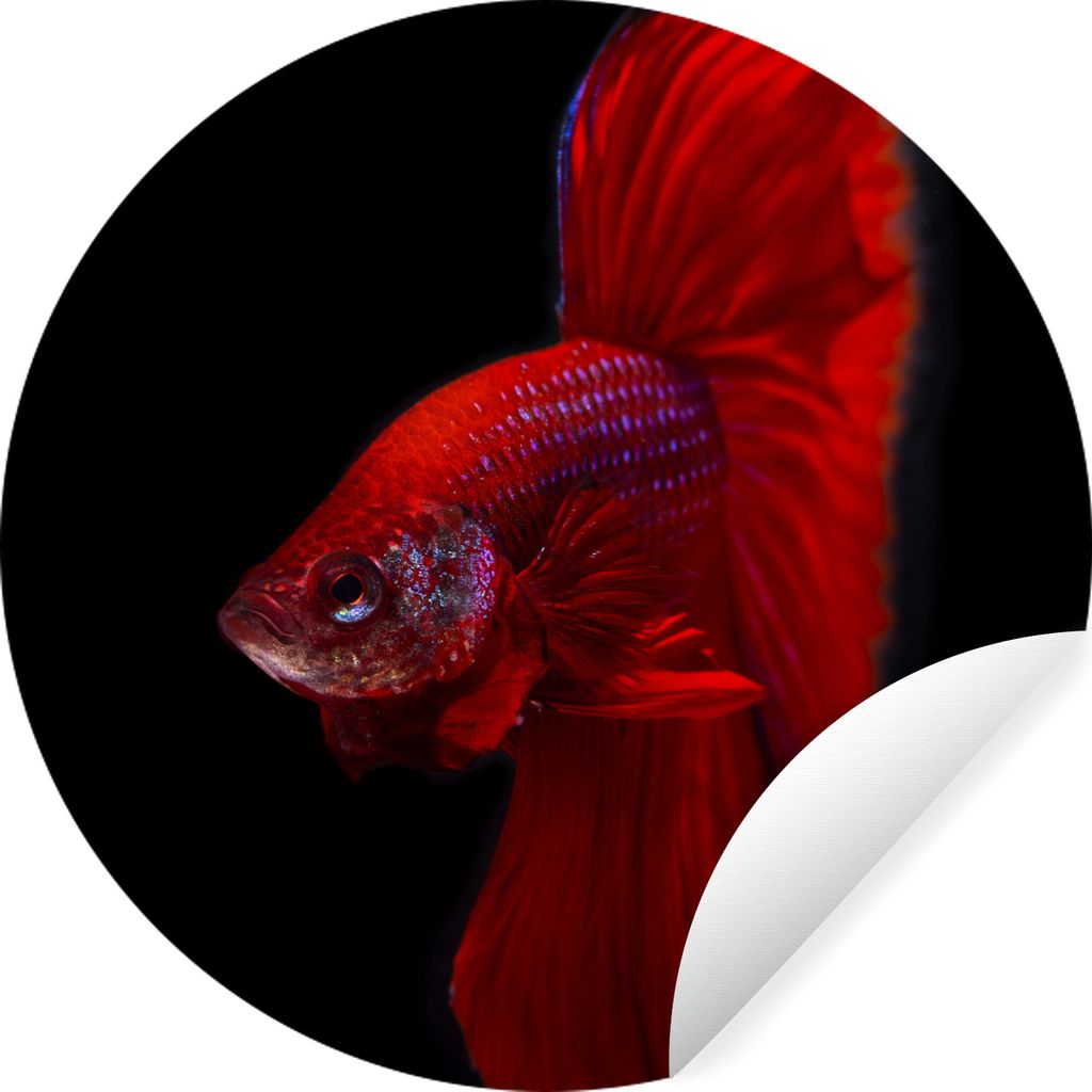 MuchoWow Runde Wandtattoo - Wandsticker Tapete Aufkleber Fische - Tiere - Rot Ø 50 cm Selbstklebend und Repositionierbar - Wandaufkleber - Kreis