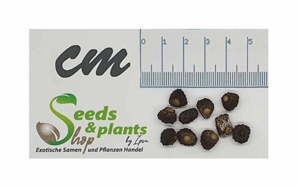 10x Musa cheesmanii Cheesmans Bananen Baum Pflanzen - Samen ID1689