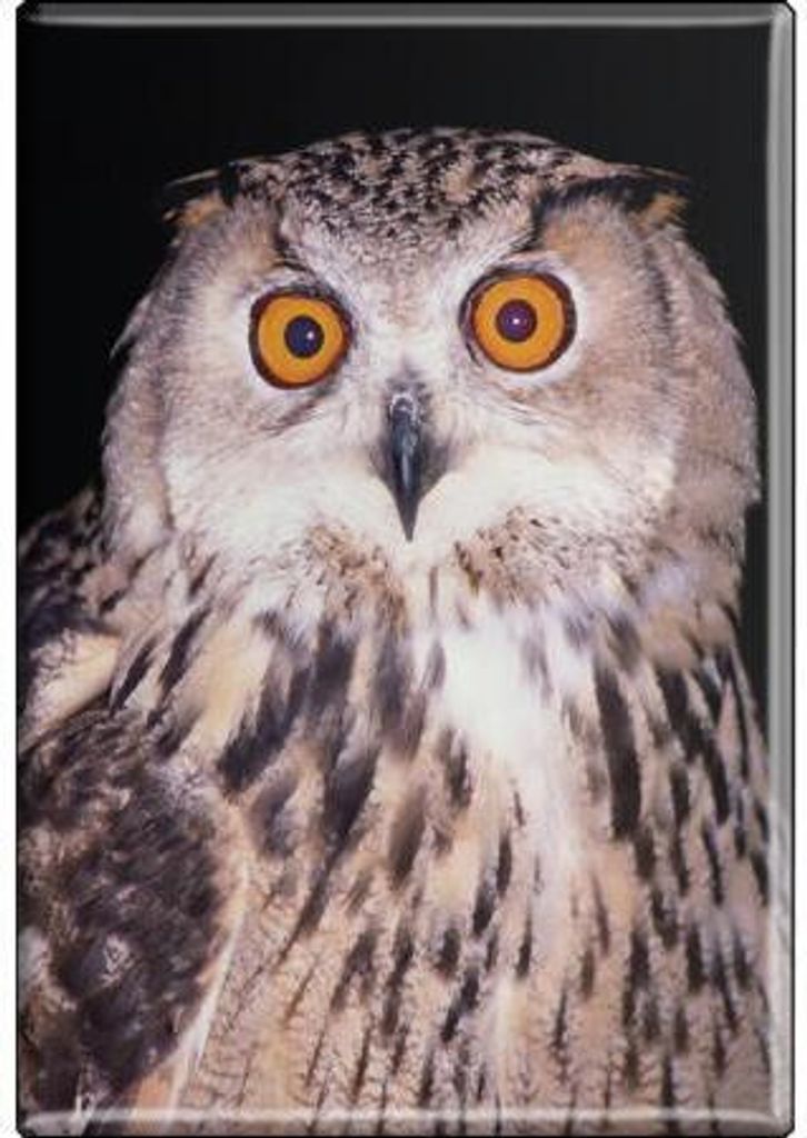TIERMAGNET - Vogel Eulen - Gr. ca. 8 x 5,5 cm - 37257 - Tiermagnet