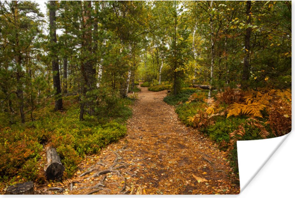 MuchoWow Poster Wald - Weg - Herbst - Laub 30x20 cm - Plakate - Print