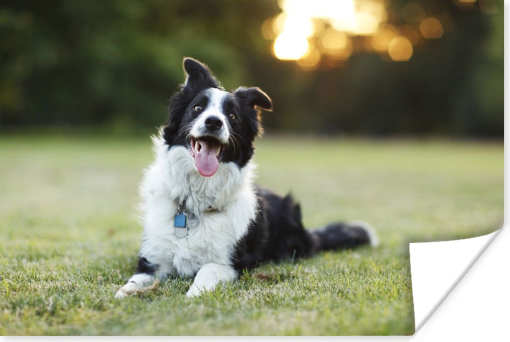 MuchoWow Poster Ein glücklicher Border Collie, dem die Zunge aus dem Maul hängt 180x120 cm - Fotoplakat