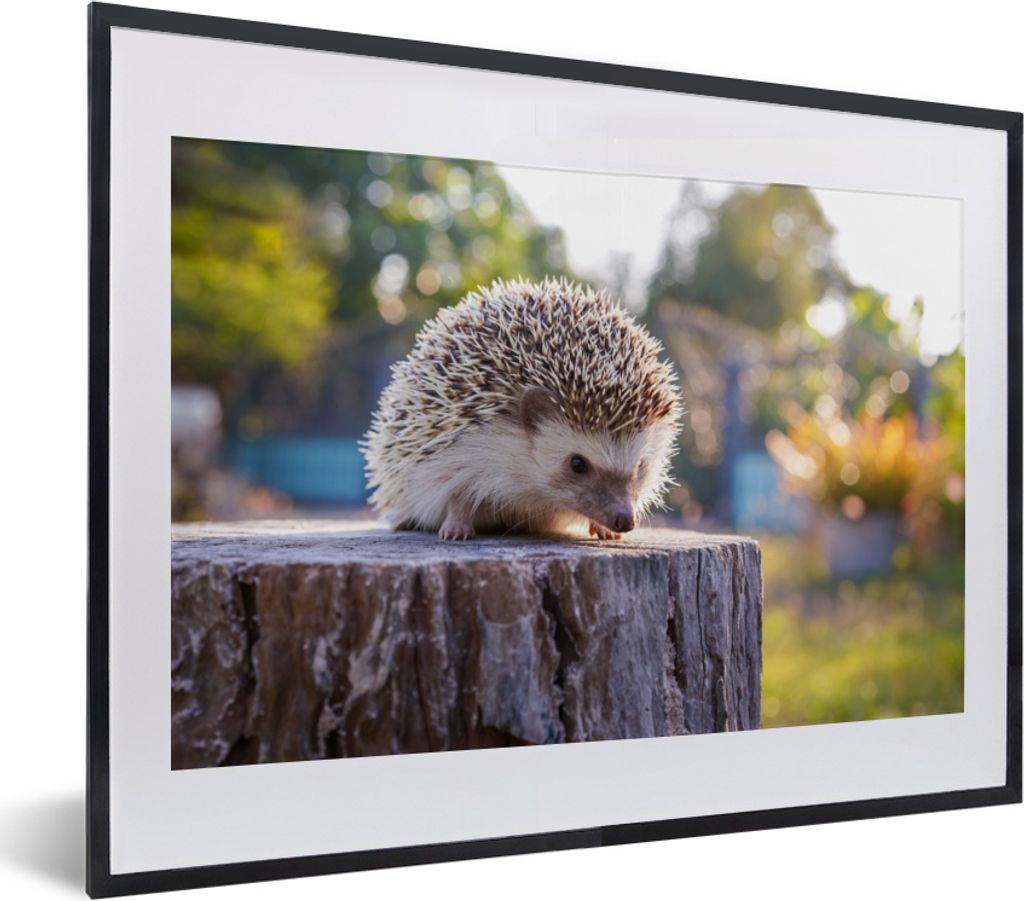 MuchoWow MuchoWow Gerahmtes Poster Igel auf einem Baumstamm 40x30 cm - Poster mit zchwarzem Bilderrahmen - Bilderrahmen - Poster im Rahmen