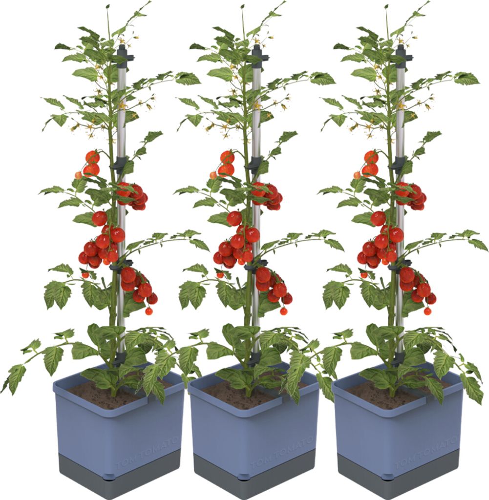 Gusta Garden TOM TOMATO 3er-Set blau