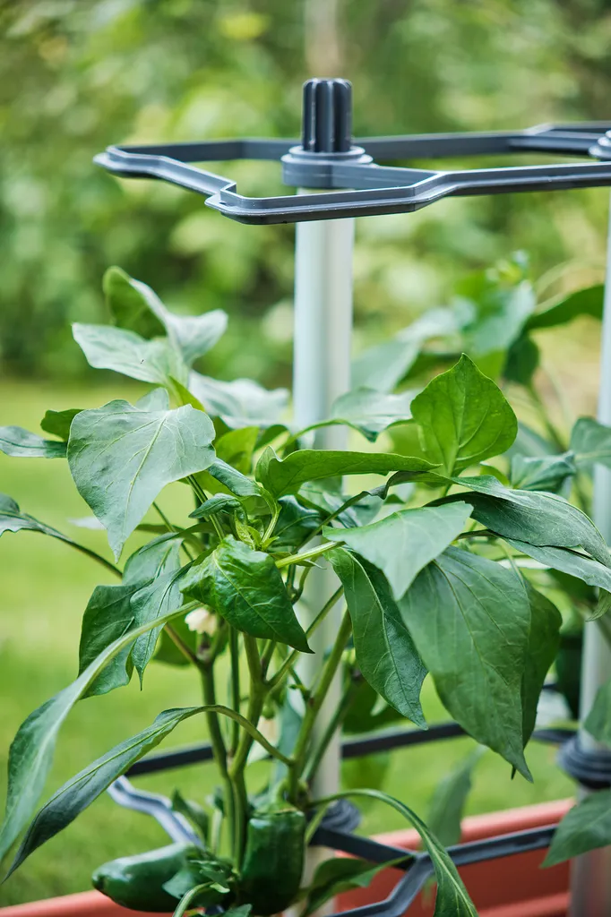 Tuteurs pour Piments CHILI BUDDY - Support de Croissance pour Potager 3pcs - 7