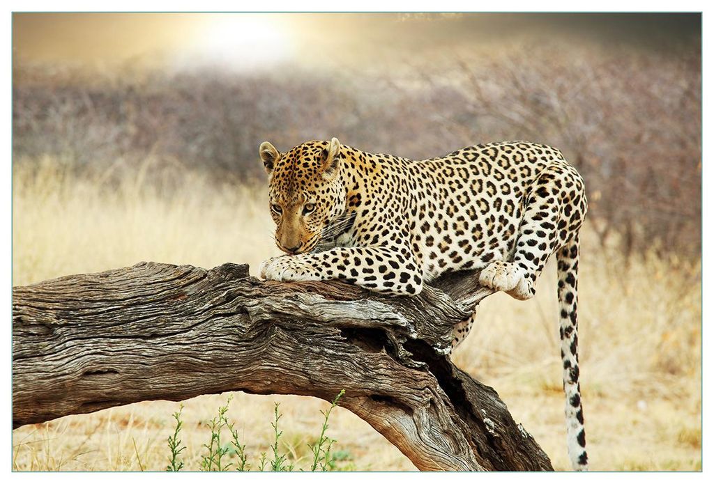 Wallario Küchenrückwand selbstklebend, Größe: 90 x 60 cm, Motiv: Leopard auf Baumstamm in Afrika | Spritzschutz | abwischbar | pflegeleicht | in