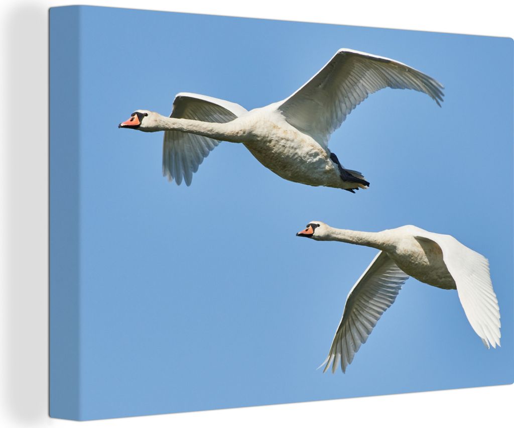OneMillionCanvasses - Leinwandbilder - 150x100 cm, Schwan - Vogel - Himmel - Blau, Wandbilder Kunstdruck Wanddekoration - Foto auf Leinwand - Gem...
