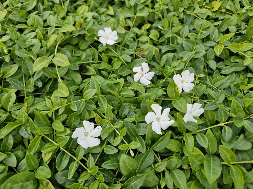 Aménager un talus à l'ombre avec 60 Pervenches Vinca Gertrude Jekyll