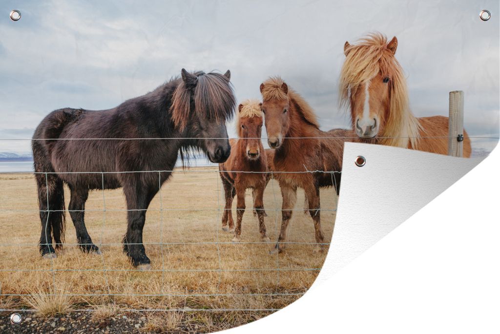 MuchoWow 90x60 cm Outdoor-Poster Gartendeko Sichtschutz Garten Poster für den Garten Isländische Ponys hinter einem Zaun