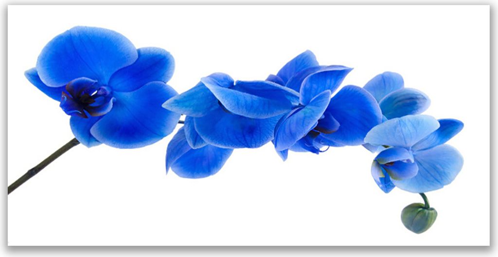 Küchenrückwand aus Glas 140x70cm Spritzschutz Blume Pflanzen