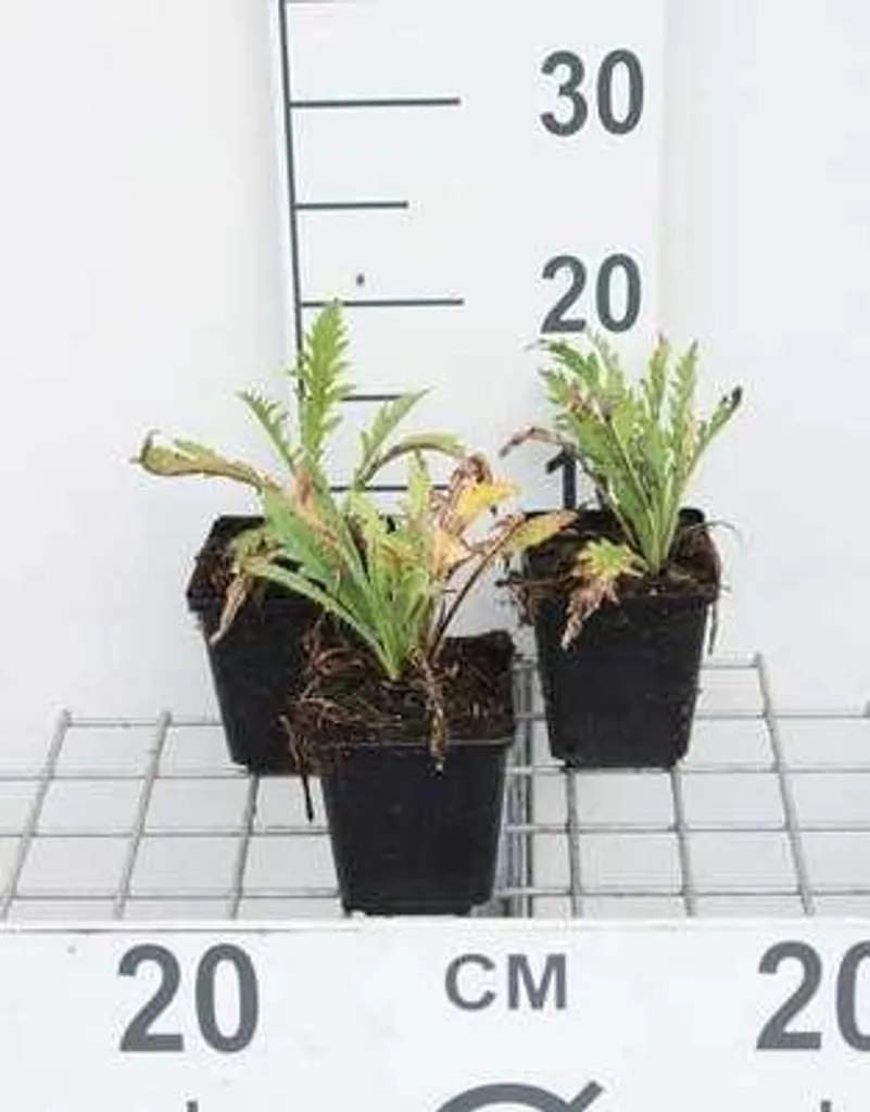 Plante vivace Pavot d'Orient Prince Victoria Louise lot de 6 godets 9cm