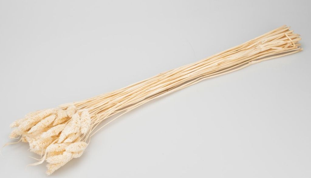 Phalaris getrocknet im Bund ca. 60 cm, Farben wählbar | Trockenblumen , Farbe:Gebleicht | Weiß