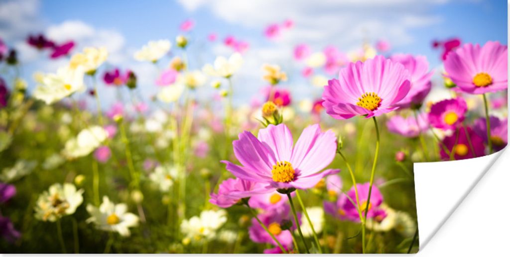 MuchoWow Poster Blumen - Wiese - Lila - Gras - Weiß - Wolken - Blau 120x60 cm - Bild
