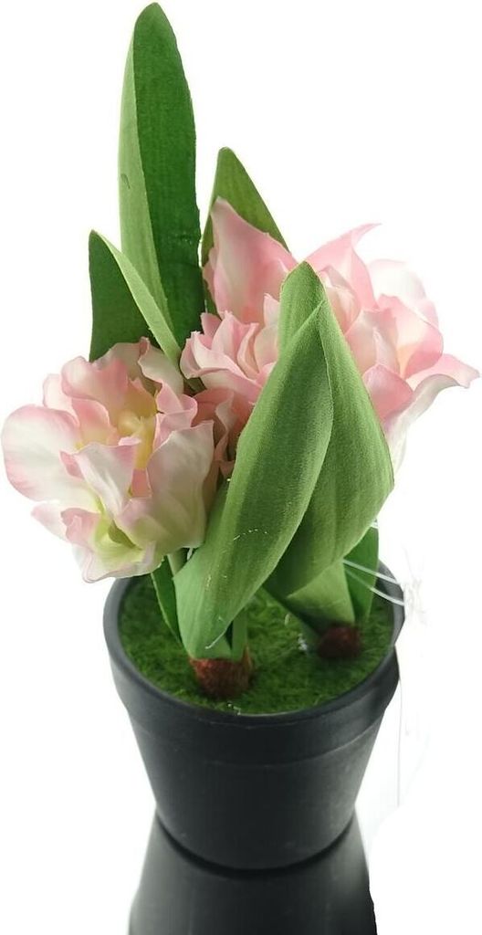 GASPER Tulpen Rosa & Weiß  im schwarzen Mini-Topf 19 cm Produktbild 