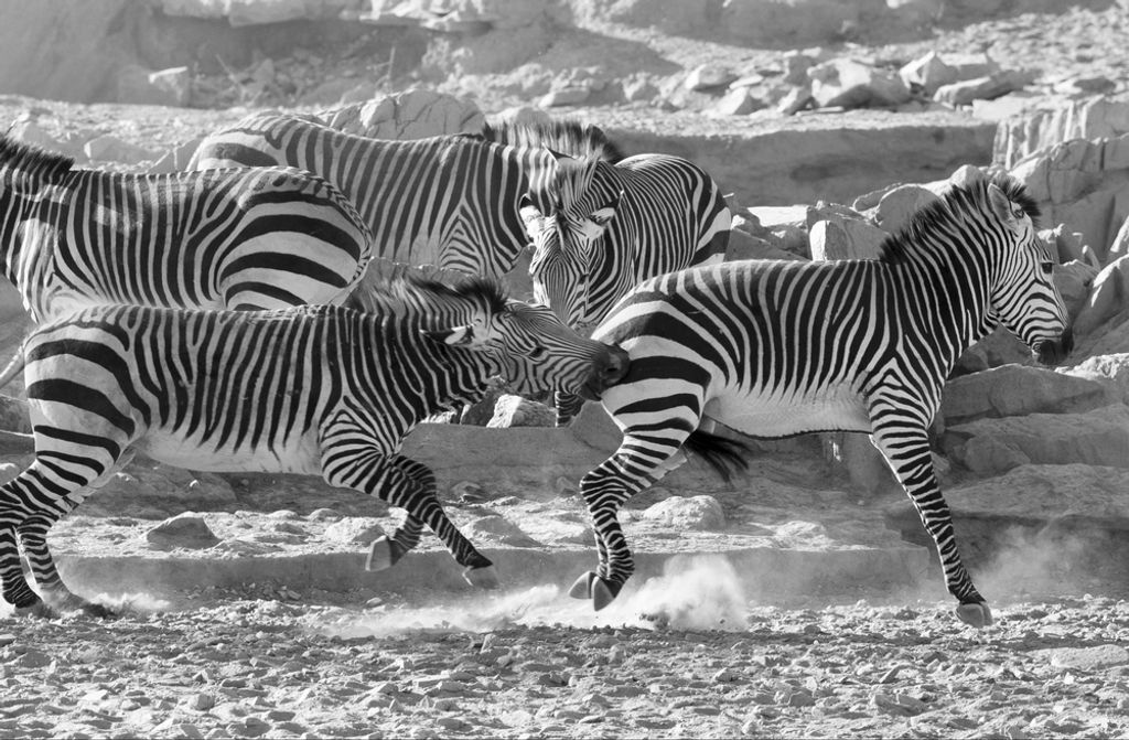 hansepuzzle 80402 - Zebra Puzzle, 500 Teile, Natur, 46,0 x 30,0cm mit hochwertiger Aufbewahrung, Kartonbox und wiederverschließbarem Beutel