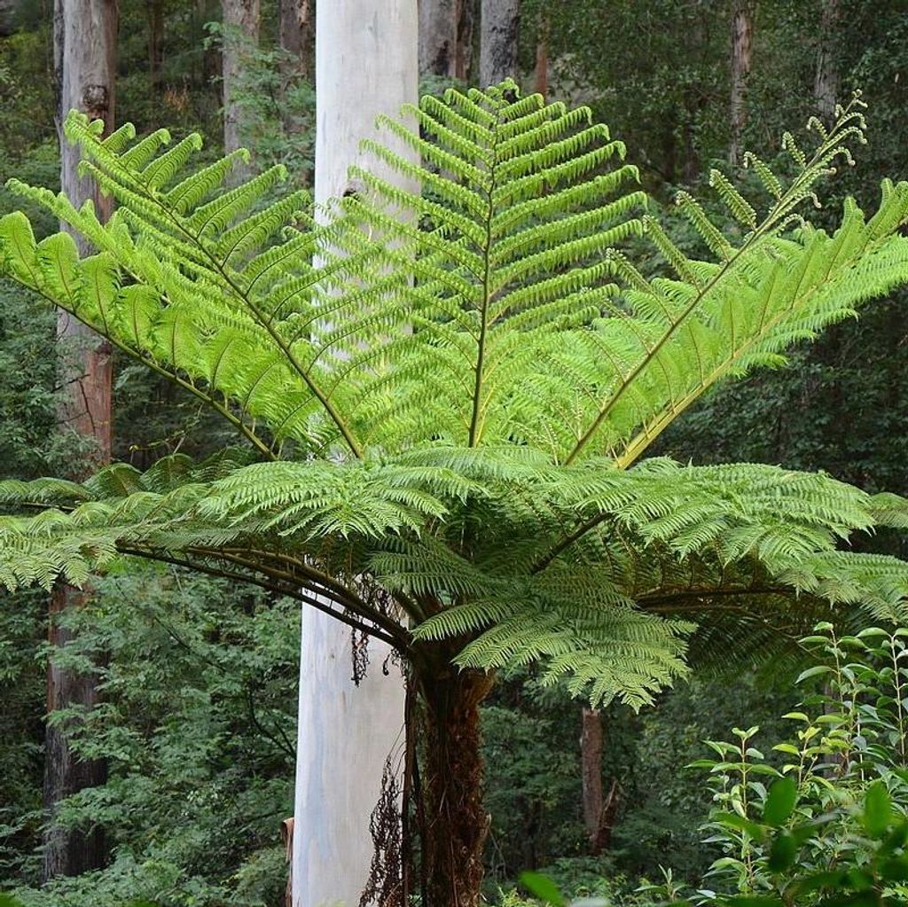 Austrálska stromová papraď (Cyathea cooperi)  – 1 dávka Obrázok produktu 