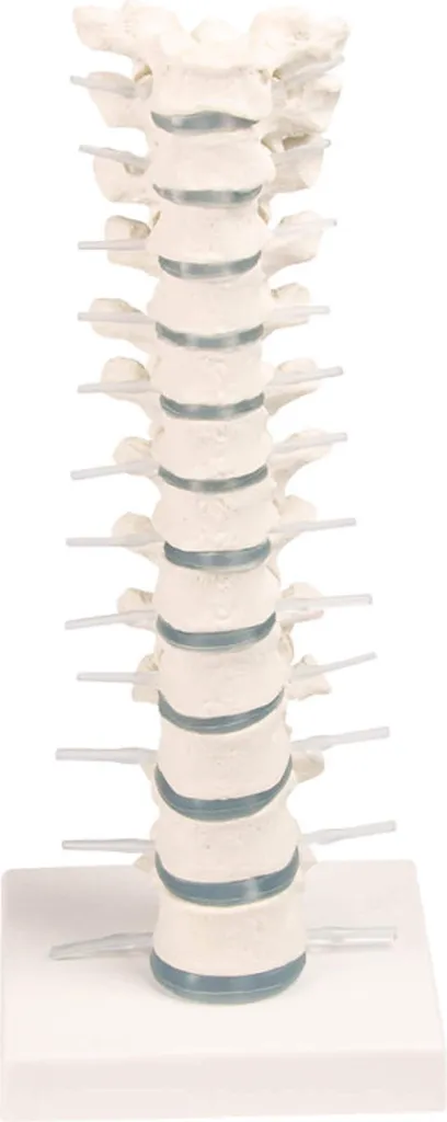 Modèle Thoracique avec Nerfs Spinaux Erler-Zimmer sur Socle Amovible