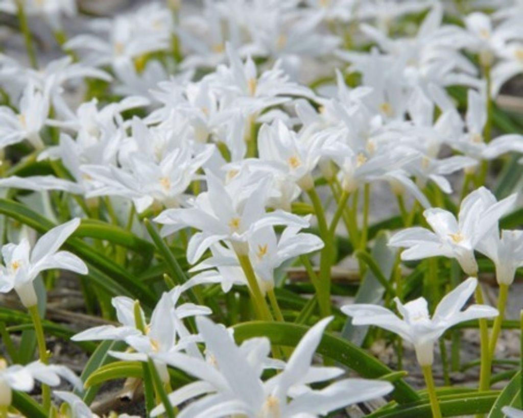 Sternenhyazinthen Schneeglanz Chionodoxa Luciliae Alba  100 Produktbild 