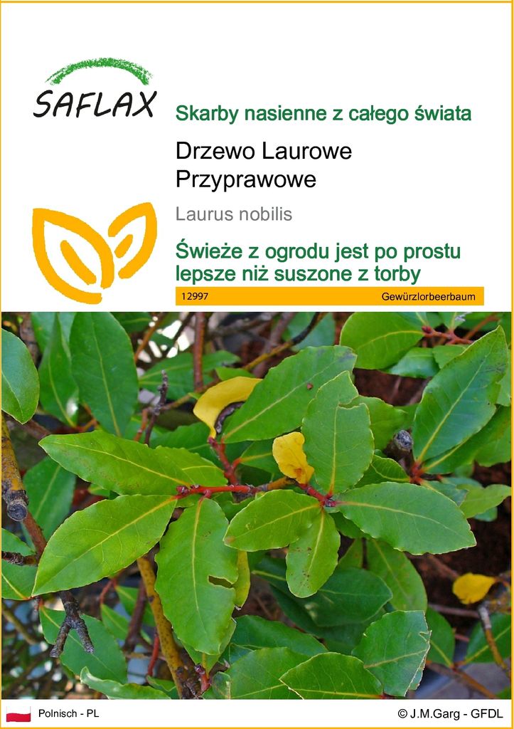 SAFLAX - Drzewo Laurowe Przyprawowe - 6 Nasiona - Laurus Zdjęcie produktu 