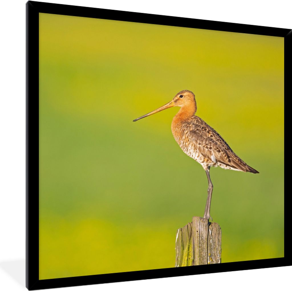 MuchoWow Gerahmtes Poster Vogel - Tiere - Uferschnepfe - Pfahl - Grün 40x40 cm - Poster mit Schwarzem Bilderrahmen Wandposter Rahmen Foto Bilder...