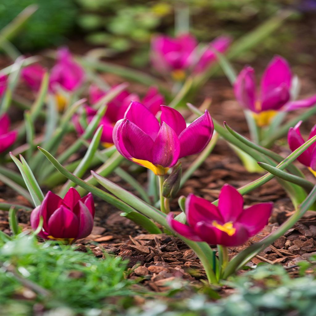 Tulipan Botaniczny Pulchella Odalisque 5 szt Tulipany Zdjęcie produktu 