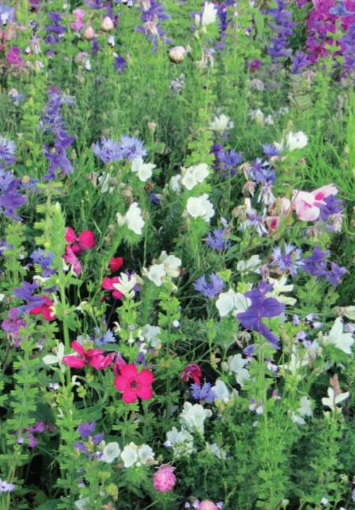Franziskus Mischung 5 m² | Blumenmischung von Küpper