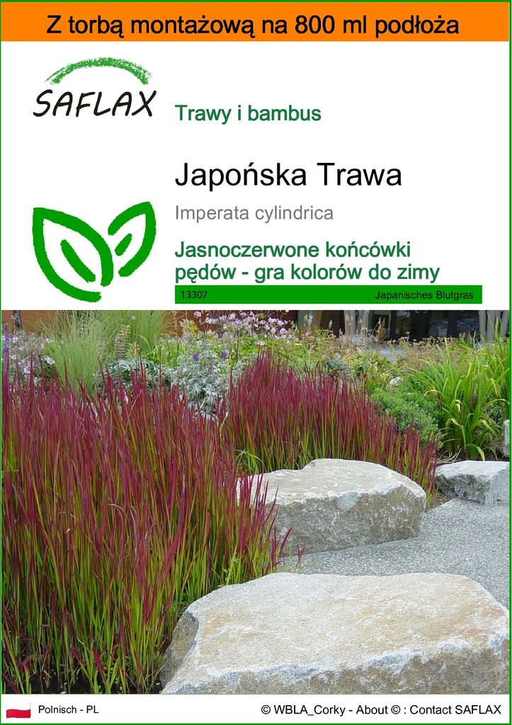 SAFLAX - Garden in the bag - Japońska Trawa - 50 Nasiona - Zdjęcie produktu 