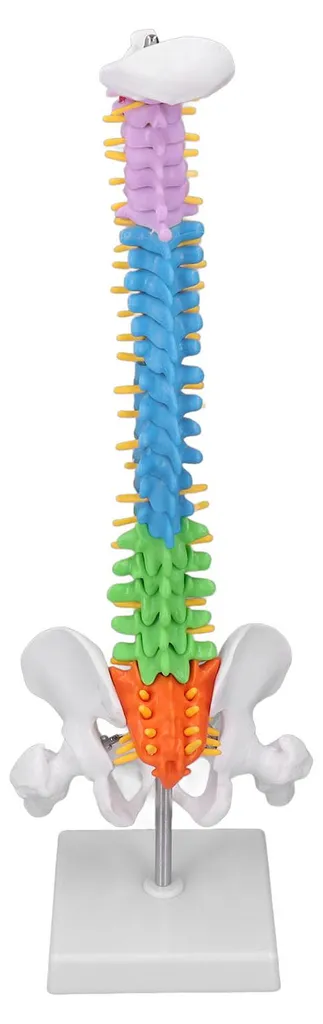 Colonne vertébrale didactique miniature 45 cm avec code de couleur