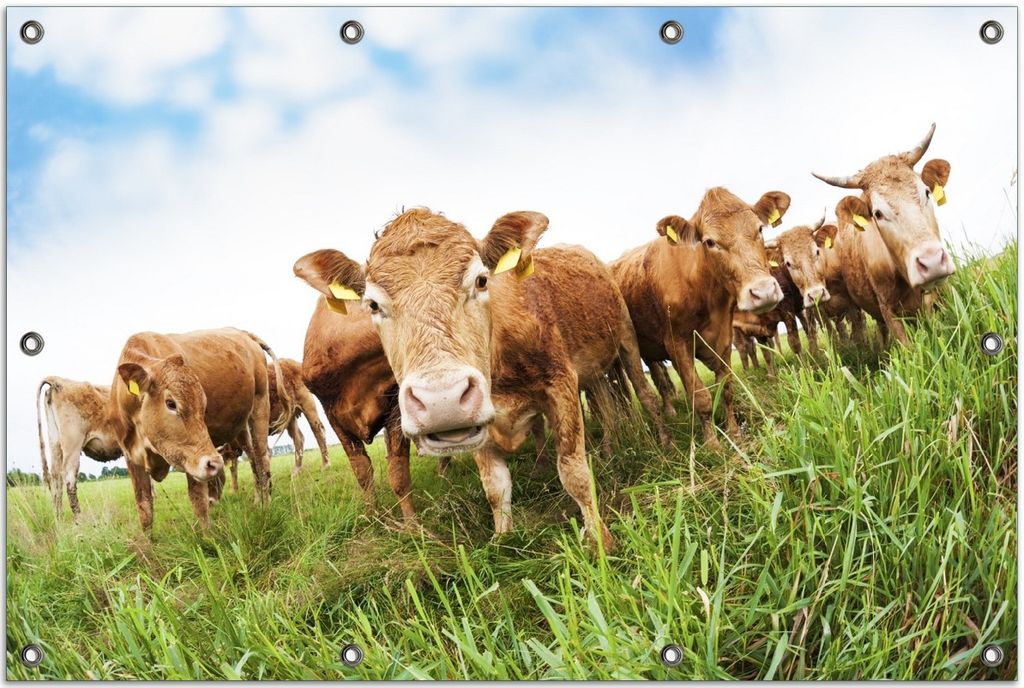 Wallario Outdoor-Poster für Garten oder Balkon, Motiv Kühe im Sommer auf der Weide, in ca. 80 x 120 cm