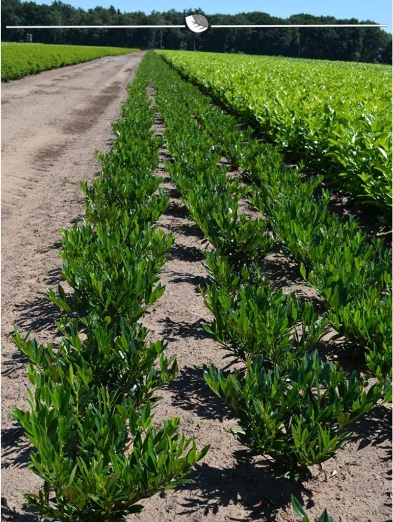 Breitwüchsiger Kirschlorbeer Prunus Otto Luyken 20-30 cm, 25x Heckenpflanze