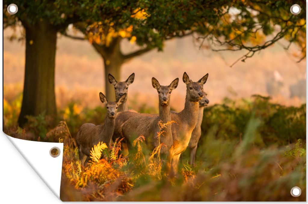 MuchoWow 60x40 cm Outdoor-Poster Gartendeko Sichtschutz Garten Poster für den Garten Waldtiere - Hirsche - Licht
