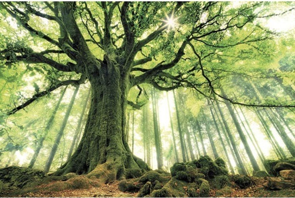 Leinwandbild Green Giant 150x100 cm