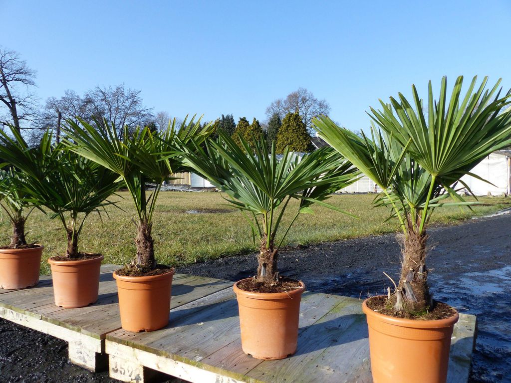 Hanfpalme "M" Palme Trachycarpus fortunei winterhart, Produktbild 