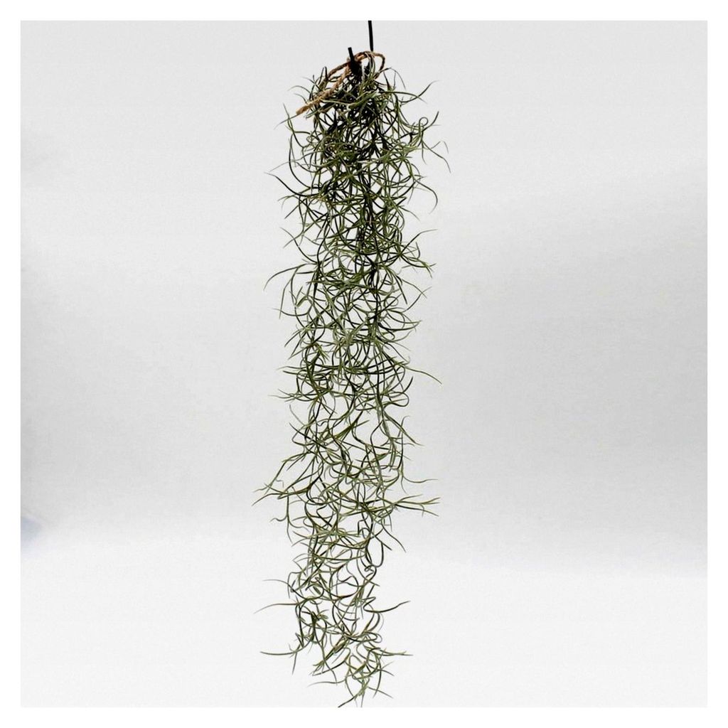 Tillandsia usneoides | Luftpflanze | Zimmerpflanze | Indoor-Pflanze | Louisiana-Moos | Feenhaar - hängende Tillandsie - Länge 40-50 cm