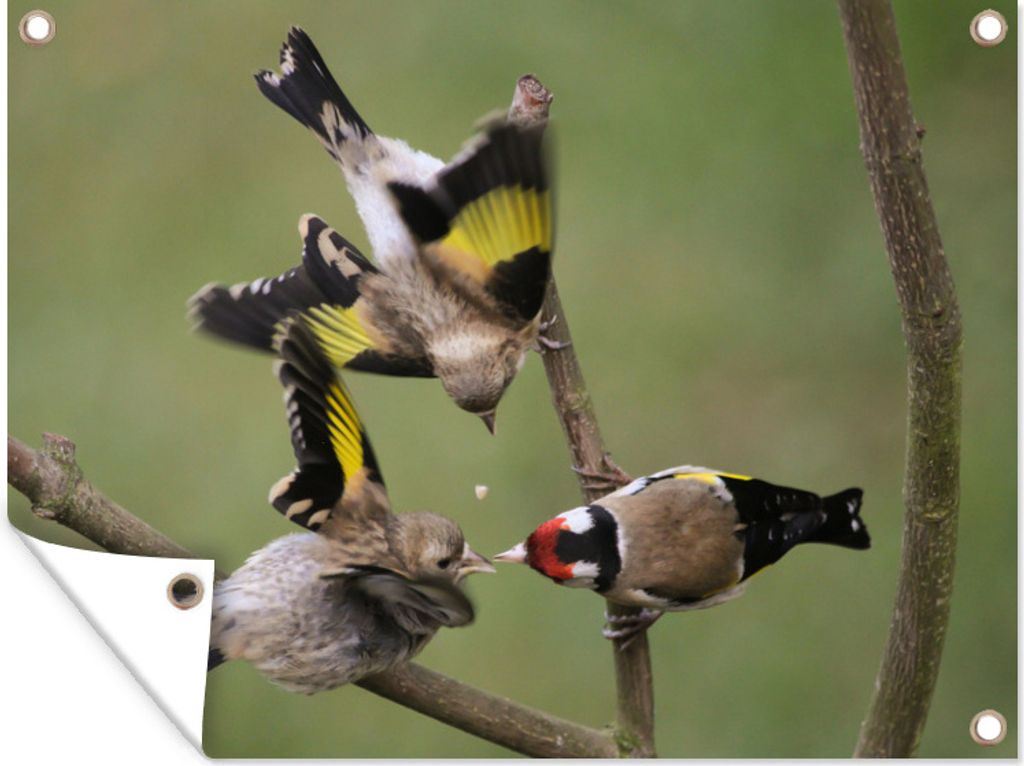 MuchoWow 80x60 cm Outdoor-Poster Gartendeko Sichtschutz Garten Poster für den Garten Zwei Stieglitze werden von einem Elternteil gefüttert