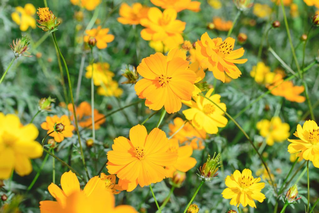 500 semien žltého kozmosu – Cosmos sulphureus – Žiarivé Obrázok produktu 