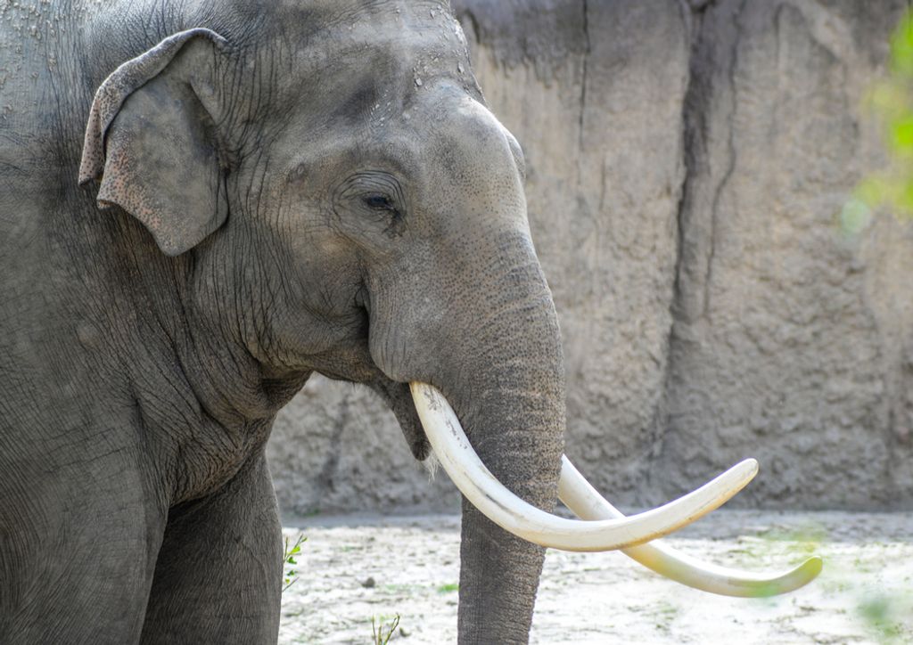 hansepuzzle 75970 - Elefant Puzzle, 260 Teile, Tierwelt, 41,0 x 28,0cm mit hochwertiger Aufbewahrung, Kartonbox und wiederverschließbarem Beutel